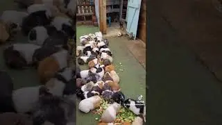 Guinea Pig Foodies: The Ultimate Munchies Compilation!
