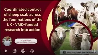 Stew Burgess Coordinated control of sheep scab across the four nations of UK – VMD funded research