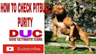 How to check pitbull dog purity !! Dog Ultimate care