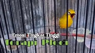 PLECI DAKBAL BUKA PARUH 🔥 Cocok Sekali Buat Pancingan Pleci Malas Bunyi