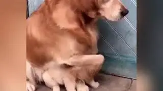 Un cane protettivo