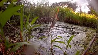 Fishing for Bullfrogs