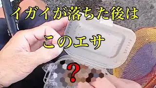 このエサで年無しチヌが連発！・・・【ヘチ釣り　黒鯛　落とし込み】