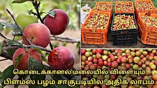 பிளம்ஸ் பழம் சாகுபடி இப்படித்தான் நடக்கிறது | plums fruit cultivation in tamil | Prunus subg. Prunus