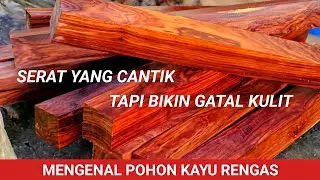 Mengenal Kayu Rengas yang mempunyai Serat Cantik dan Eksotik