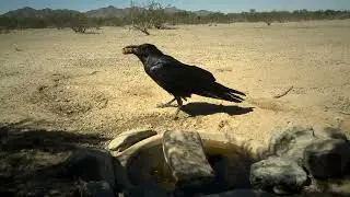 A Raven with corn nuts?