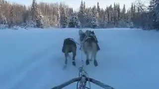 Dog Commands In Action