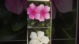 Rosy Periwinkle🌸 Tropical Flower