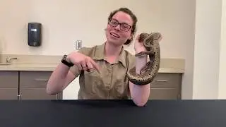 Keeper Corner: Ball Python