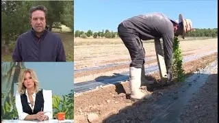 Queja de un agricultor por la regularizacion de inmigrantes: 