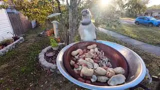 Peanuts and Blue Jays 💙 Morning in Florida 🌴