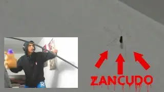 leaosg se encuentra con un insecto en pleno directo