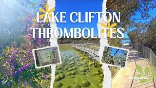 Exploring Lake Clifton Thrombolites on the weekend beautiful sunny day. 🏞🫶🏻🌏Western Australia 