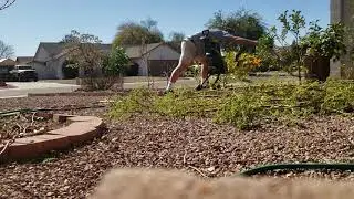 Moringa mulch