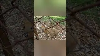 BONDLA WILDLIFE SANCTUARY # WILDLIFE NATURE