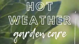 How to Care for Your Garden in Hot Weather | how to look after your garden