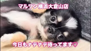 2026.01.10 今日も全力で待ってます！ナデナデされるのを・・・♡