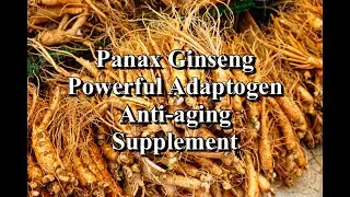 Panax Ginseng a Powerful Adaptogen and Anti-Aging Supplement