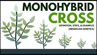 Monohybrid Cross Made Easy: Definition, Steps, & Examples (Mendelian Genetics)