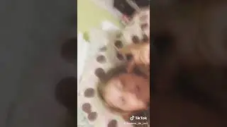 FinalVideo 1536630269 919577