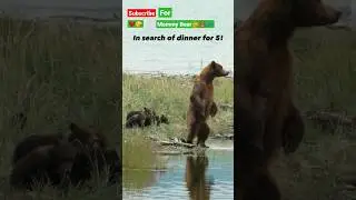 Mummy brown bear searching for food🍴🍕🍔 for her cubs #shorts #bear #animals #viral #zoo #wildlife