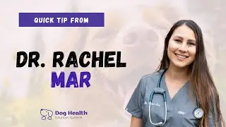Dr. Rachel Mar Vitality Veterinarian | Integrative Medicine For Dogs Quick Tips | Pet Summits