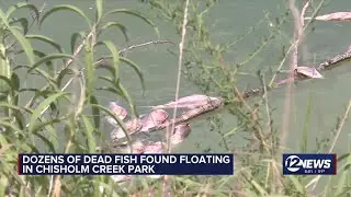 Dozens of fish found dead in Chisholm Creek Park pond