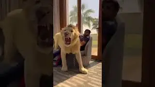Humaid Albuqaish Dubai sheikh Lion get angry on cameraman