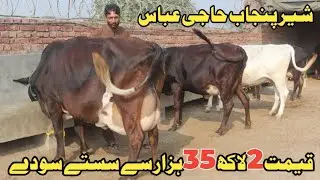 حاجی عباس سیالکوٹ 7 ٹاپ کلاس گائے دستیاب 24 نومبر 2025 Farming and Business Ideas