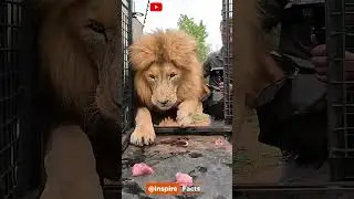King Of The Animal Kingdom: MOVING DAY! Juggles Lions? #wildlife #cat #sanctuary #lions #shorts #fyp
