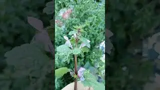 Ballıbaba |Lamium Purpureum