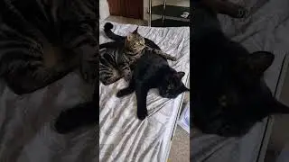 Who loves us 🐾🐾#cat #pet #shorts #catshorts #catvideos #meow #viral #cutecat #kitten #cute #rescue