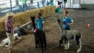 Sussex County Fair Alpaca Show