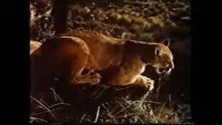 Two Mules for Sister Sara (1970) - Opening Intro [VHS Capture] (Version #1)