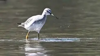 Greater Yellowlegs chasing fish