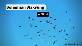 Waxwings In Flight