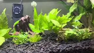 Betta fish tank !