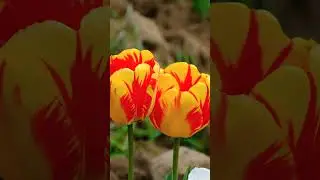Folk Vivaldi Four Seasons Autumn 3rd Movement Classical Remix #photography #loungevibes #musicgenre