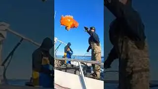 80 to 100 year old Fish! Yelloweye Rockfish. 🎣 #fishtough #fishing #bottomfishing