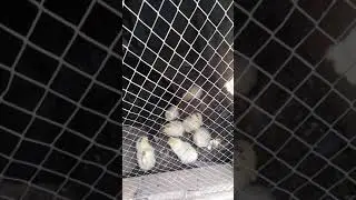Aseel Heera chicks for sale