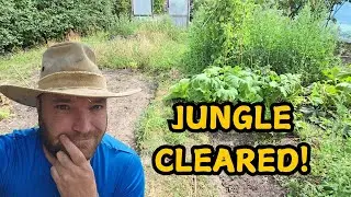 Allotment Rescue! Overgrown Plot Transformed in a Day
