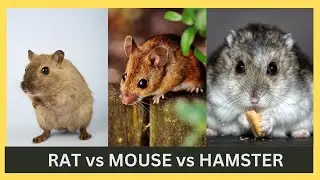 Rat vs Mouse vs Hamster | What's the difference ? | English Vocabulary