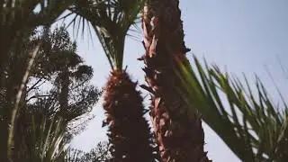 Remy Rose - Jordan Belfort Official Video