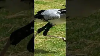 This Bird Hunts Like a Martial Artist! 🥋 The Secret of the Secretary Bird  |birds documentary