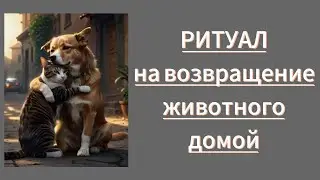 Ритуал Заговор чтоб потерянное животное домой вернулось #заклинание #заговор #таро #потеряшка 