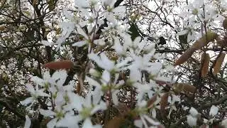 Serviceberry in Bloom: Nature's Beauty in Full Display || 2024 🌸🌼🌸