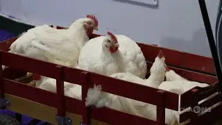 4H and FFA Sale of Champions