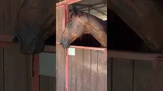 My horse is happy to see me!! Wonder why&hellip; #horse #horselover