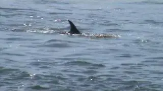 An Agitated Pygmy Killer Whale