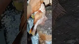 Mangrove Jack Cutting in 30 Seconds Easy Beginners Guide 🐟✂️ #fish #skills #cutting #shorts #asmr